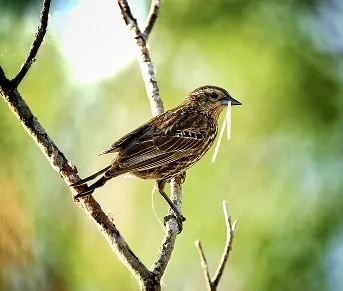 Streaked brown songbird perched on a bare branch with a worm in its beak