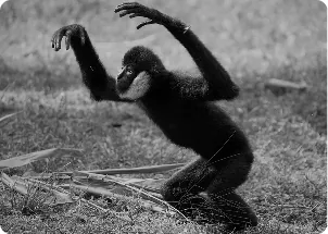 Black and white photo of a monkey running on the ground