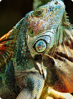 Colorful iguana