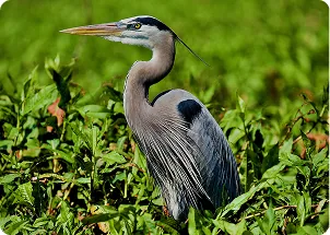 Large bird in the marsh