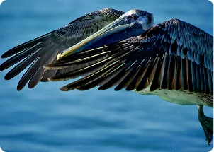 Pelican landing on the water