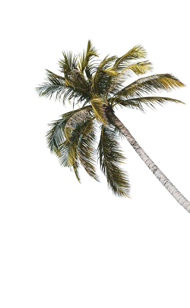 Tropical palm tree