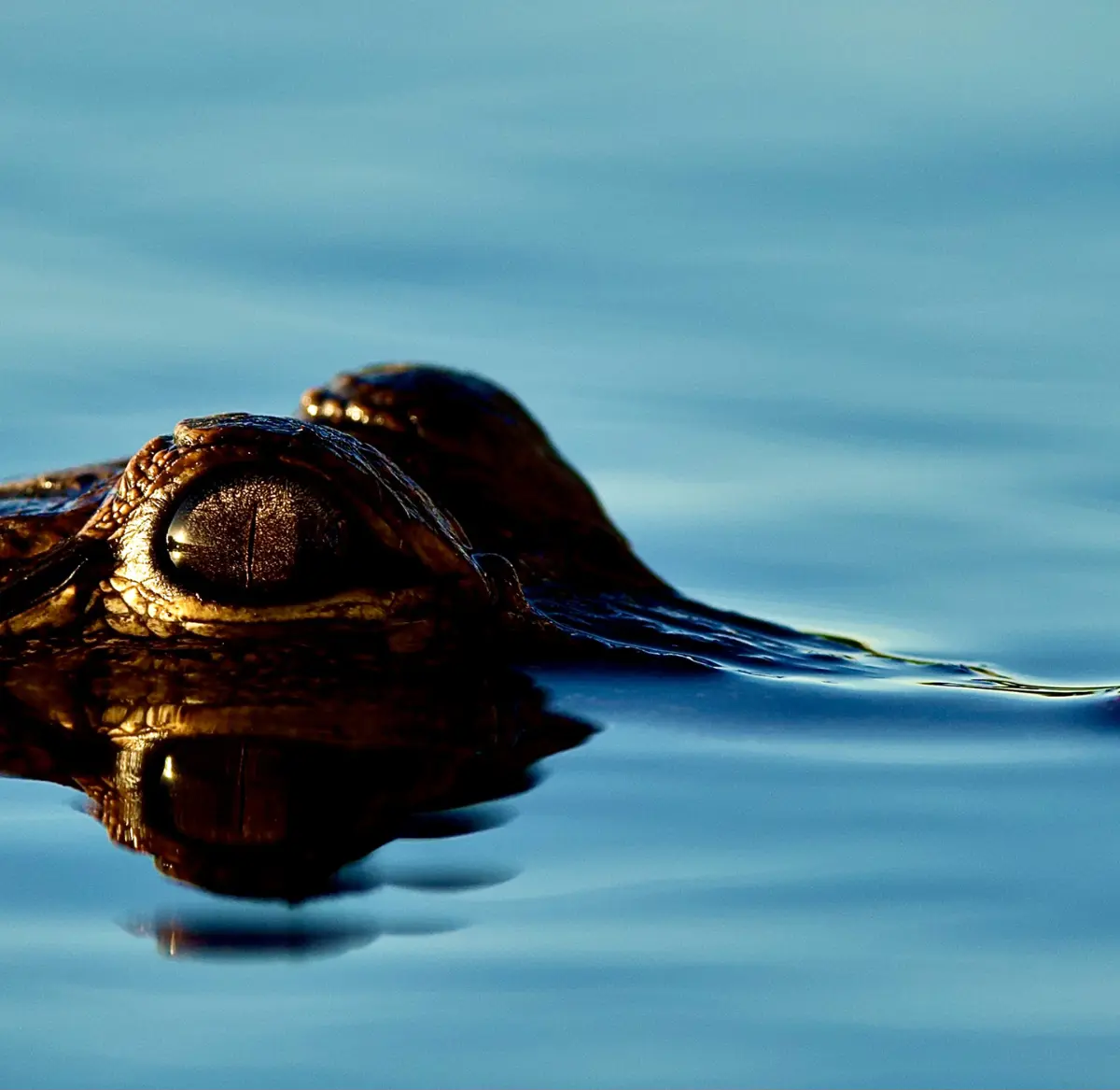 gator eye above water