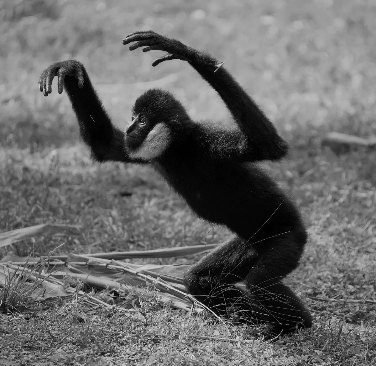 playful gibbon